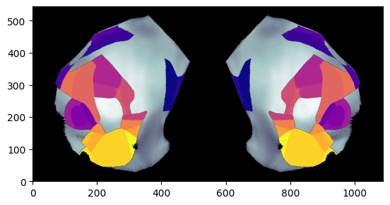 ../_images/notebooks_external_atlas_dorsal_cortex_flatmap_15_0.png