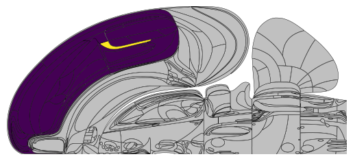 ../_images/notebooks_external_atlas_swanson_flatmap_19_2.png