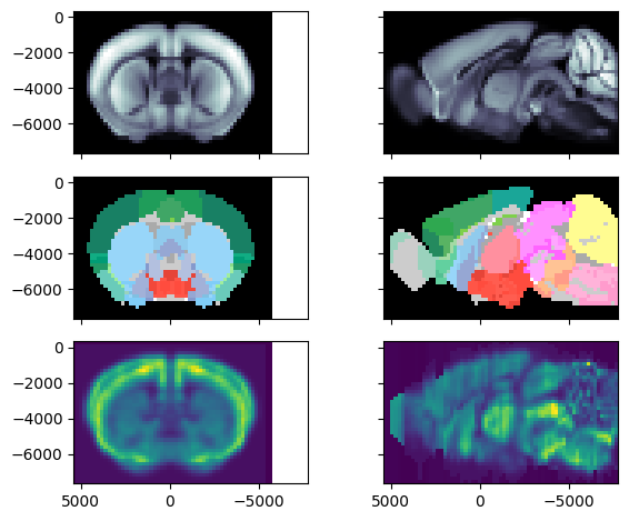 ../_images/notebooks_external_atlas_genomics_load_agea_5_0.png